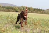 DOBERMANN 438